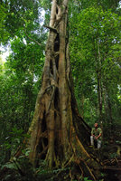 Patrick Blanc looking at a huge strangling Ficus, Poring, Sabah, Borneo, July 2010