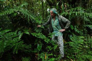 Patrick Blanc looking at a large climbing Pilea myriophylla with tiny leaves in cloud forest, San Isidro FR, Napo, Ecuador, Aug. 2021