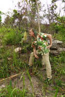 Patrick Blanc looking at Alpinia galanga in its natural rocky habitat, Phu Rua NP, Thailand, 3rd June 2016