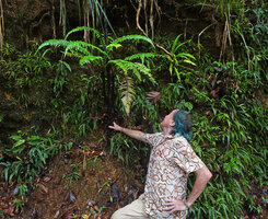 Patrick Blanc looking at Alsophila hookeri, A. sinuata and Lindsaea venusta, Kanneliya FR, Sri Lanka, Nov. 2024