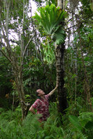 Patrick Blanc looking at a mature individual of Platycerium wandae, Madang, Papua New Guinea, March 2016