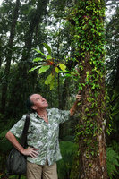 Patrick Blanc looking at a Myrmecodia and the densely branched small leaved Medinilla erpetina, Imbu Rano, Kolombangara, Solomon Islands, Sept. 2019