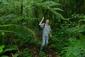 Patrick Blanc looking at an Angiopteris evecta frond, Flores, Indonesia, March 2013
