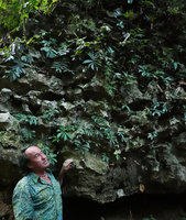 Patrick Blanc looking at an Elatostema sp. population on limestone rocks with falcate strongly asymmetric leaves quite similar to species of the genus Sonerila,  Bantimurung, South Sulawesi, June 2019