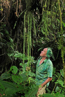 Patrick Blanc looking at an epiphytic fern with long pendant fronds, Imbu Rano, Kolombangara, Solomon Islands, Sept. 2019