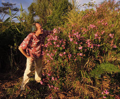 Patrick Blanc looking at Osbeckia stellata, Phu Chi Fa, Thailand, Nov. 2013