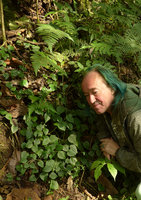 Patrick Blanc looking at a Peperomia carpeting a vertical earth bank, Chicaque, Soacha, Colombia, Oct. 2016