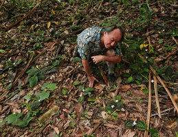 Patrick Blanc looking at a population of Kaempferia pulchra growing on the forest floor, Railay, Krabi, Thailand, June 2019