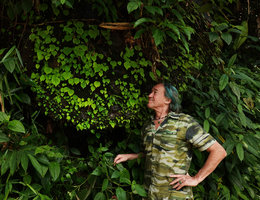 Patrick Blanc looking at a rock covered by a dense population of the monophyllous green iridescent Begonia sinuata, Takua Pa, Thailand, June 2019
