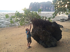 Patrick Blanc looking at a shrubby Schefflera growing on a limestone rock on sea shore, Railay, Krabi, Thailand, Dec 2015