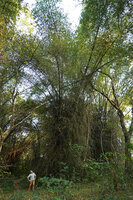Patrick Blanc looking at a tall clump of Bambusa bambos with thorny, barbed, divaricated reclining lower stems, an efficient protection against elephants, Pattavayal, Tamil Nadu, India, Jan. 2023
