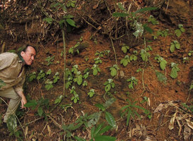 Patrick Blanc looking at a Tetraphyllum roseum population growing on a vertical earth bank, Khao Sok NP, Thailand, Dec 2015
