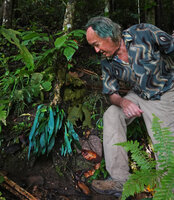Patrick Blanc looking at a very bright blue iridescent individual of Antrophyum callifolium, Warsambin, Waigeo, Raja Ampat, West Papua, May 2025