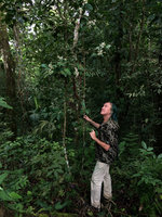Patrick Blanc looking at a white flowering Ardisia shrub, probably A. revoluta, Minca, Sierra Nevada de Santa Marta, Magdalena, Colombia, Nov. 2016