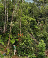 Patrick Blanc looking at Begonia oxysperma, a high climbing epiphyte with huge bright orange inflorescences displayed out of the foliage, 1700 m asl, Banaue, Luzon, Philippines, April 2026