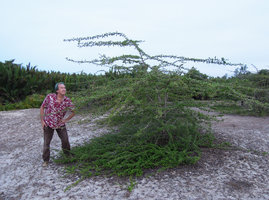 Patrick Blanc looking at Catunaregam spathulifolia exhibiting both prostrate herbaceous phase and erect shrubby phase, Penarik, Trengganu, Malaysia, May 2014