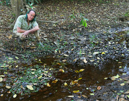Patrick Blanc looking at half emersed clumps of green form and brown form of Cryptocoryne schulzei with a submerged Barclaya mottleyi in between them, Johore, Malaysia, April 2017