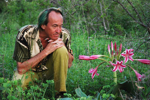 Patrick Blanc looking at Crinum stuhlmannii flowering in savanna, Singita, South Africa, Jan 2009