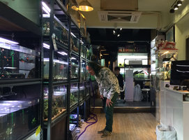 Patrick Blanc looking at Cryptocoryne and Bucephalandra in the Shadow Aquarium shop, Hong Kong, Jan 2016