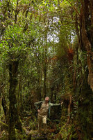 Patrick Blanc looking at Cyathea tree ferns, Freycinetia, Riedelia and Orchids, Kumul, 2800 m asl, Mount Hagen, Papua New Guinea, March 2016