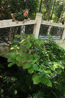 Patrick Blanc looking at Debregeasia squamata, Ba Na Hills, Da Nang, Vietnam, Oct.2018