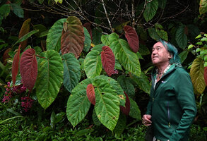 Patrick Blanc looking at Ficus megaleia pendant asymmetric leaves, bright red while young, Mt kinabalu, 1600 m asl, Sabah, Borneo, July 2022