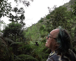 Patrick Blanc looking at Heptapleurum angiense flowering at forest edge, Anggi Lakes, 2000 m asl, Arfak Mts, West Papua, May 2025