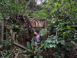Patrick Blanc looking at  Heptapleurum heterophyllum covering the top of a ruin in the forest, probably a Japanese remnant of WW 2, the same plant already here at the same place in 1991, Taman Negara, Malaysia, Sept. 2025