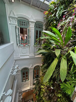 Patrick Blanc looking at his vertical garden in the patio with a huge healthy Ludovia lancifolia, Duxton 20, Singapore