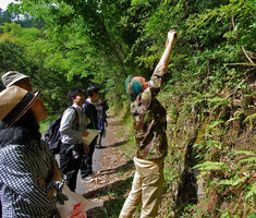 Patrick Blanc looking at Hydrangea luteovenosa with Yamaguchi team, Japan, May 2013