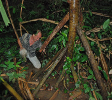 Patrick Blanc looking at Pandanus roots, Sabang, Palawan, Philippines, 2011