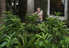 Patrick Blanc looking at Phyllanthus buxifolius cultivated in a hotel garden, Chiang Mai, Thailand, Oct. 2023