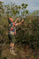 Patrick Blanc looking at Plumeria obtusa on serpentine rocks, Holguin, Cuba, Feb.2017