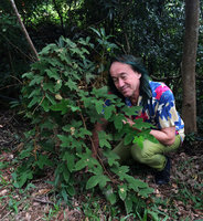 Patrick Blanc looking at Rubus reflexus, Victoria peak, Hong Kong, Oct. 2015
