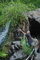 Patrick Blanc looking at Schefflera emarginata, Botanic Gardens, Singapore, Oct. 2008