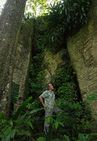 Patrick Blanc looking at Streptocarpus (syn. Saintpaulia) ionanthus subsp. grotei growing in the shaded sunken surfaces of vertical gneiss cliff, Emau Hill, Amani, East Usambara, Tanzania, Jan. 2021