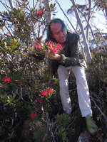 Patrick Blanc looking at Telopea truncata, Mount Wellington, Tasmania, Jan 2014