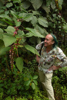 Patrick Blanc looking at the beautiful purplish baccate fruits of the dreadful nettle, Urera baccifera, Villavicencio, Meta, Colombia, Nov.. 2016