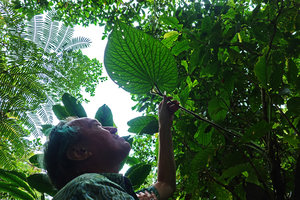 Patrick Blanc looking at the big leaf of a climbing Piper, Imbu Rano, Kolombangara, Solomon Islands, Sept. 2019
