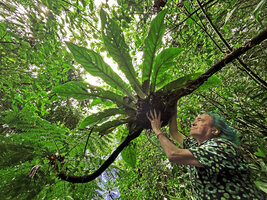 Patrick Blanc looking at the bird nest Anthurium hookeri epiphytic on a tree fern stipe, Bains Jaunes, Basse Terre, Guadeloupe, Feb. 2026