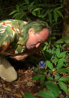 Patrick Blanc looking at the bright blue berries of an Amorphophallus species, Phu Rua NP, Thailand, June 2016