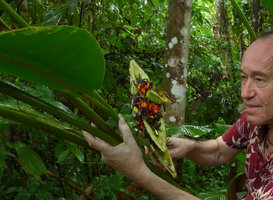 Patrick Blanc looking at the bright orange fruits of Heliconia papuana, Madang, Papua New Guinea, March 2016