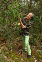 Patrick Blanc looking at the bright pink and blue inflorescences of a Palicourea, Parque Arvi, Medellin, Colombia, Nov.. 2016