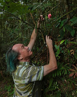 Patrick Blanc looking at the bright pink flowers of the cauliflorous Goniothalamus roseus, Mt Kinabalu, 1600 m asl, Sabah, Borneo, July 2022