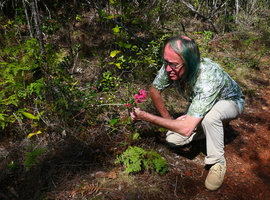 Patrick Blanc looking at the bright pink flowers of the shrubby Casearia crassinervis, Alejandro de Humboldt NP, Cuba, Feb.2017