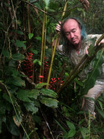 Patrick Blanc looking at the bright red erect infructecences of Renealmia alpinia, Calanoa, Leticia, Colombia, Nov. 2016