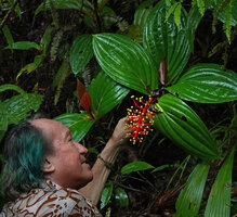 Patrick Blanc looking at the bright red inflorescence axes of Medinilla cf. ceramensis, Manusela NP, 1 000 m asl, Seram, Moluccas, April 2024