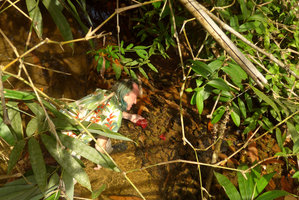 Patrick Blanc looking at the bright red under surface of the leaves of Cryptocoryne cordata var. siamensis, Takua Pa, Phang Nga, Thailand, Dec 2015