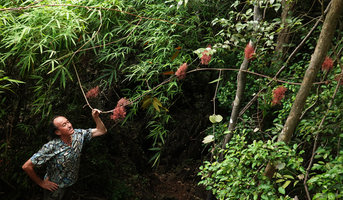 Patrick Blanc looking at the bright rufous inflorescences of Ampelocissus martinii emerging from the climbing leafless stem, Railay, Krabi, Thailand, June 2019