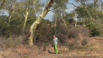 Patrick Blanc looking at the bright yellow bark of Acacia xanthophloea, Mangochi, Malawi, Aug.2017